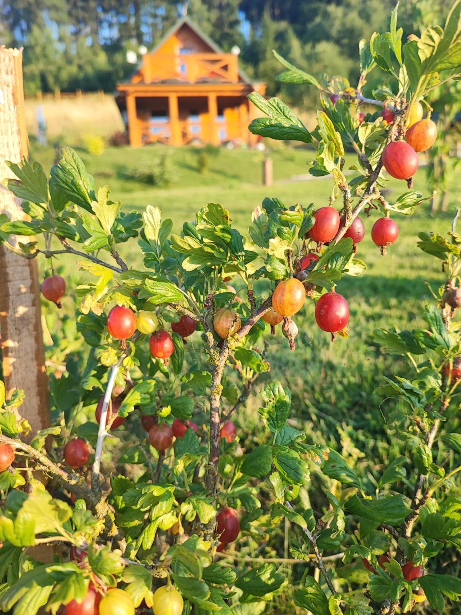 Domki Kolorowe Marciszow Esterno foto