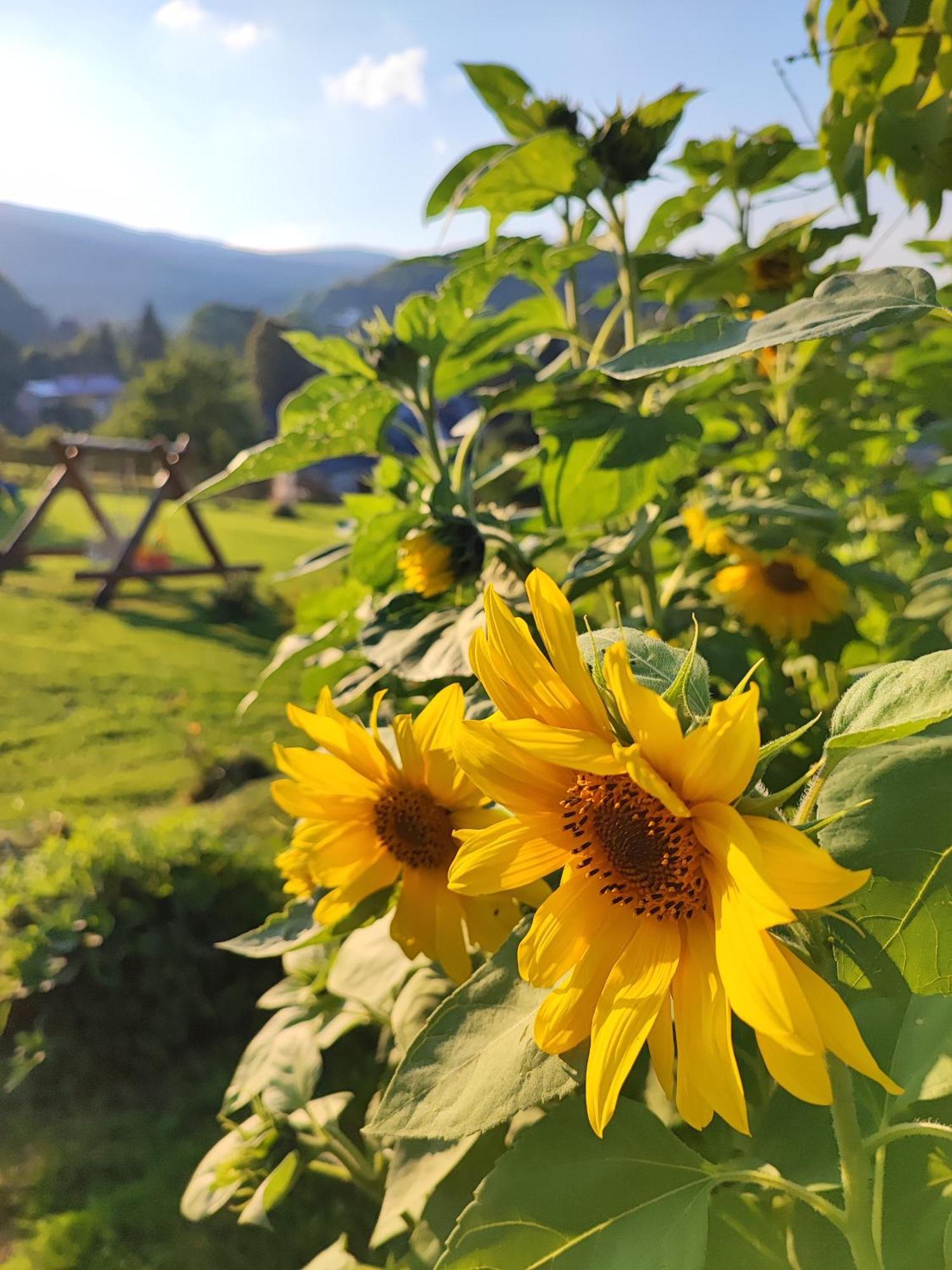 Domki Kolorowe Marciszow Esterno foto