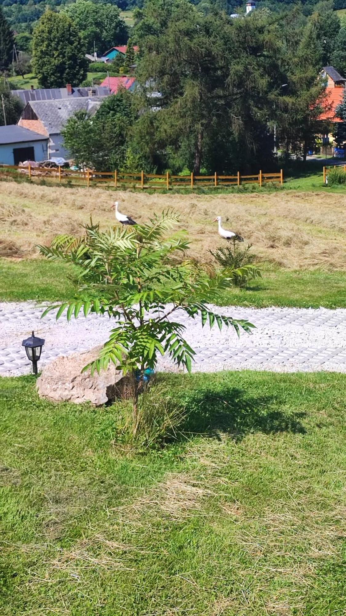 Domki Kolorowe Marciszow Esterno foto